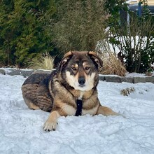 WOLFGANG, Hund, Mischlingshund in Jesteburg