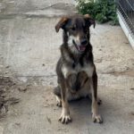 FIDAN, Hund, Mischlingshund in Bulgarien - Bild 2