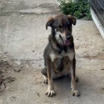 FIDAN, Hund, Mischlingshund in Bulgarien - Bild 3