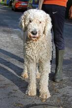 JULI2, Hund, Komondor-Mix in Ungarn - Bild 1