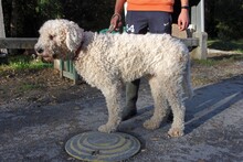 JULI2, Hund, Komondor-Mix in Ungarn - Bild 2