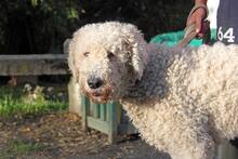 JULI2, Hund, Komondor-Mix in Ungarn - Bild 3