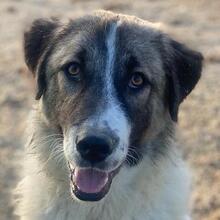 JOEL, Hund, Mischlingshund in Griechenland - Bild 1