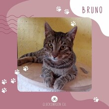 BRUNO, Katze, Europäisch Kurzhaar in Bulgarien - Bild 1