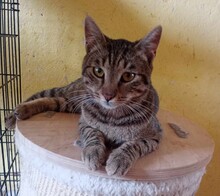 BRUNO, Katze, Europäisch Kurzhaar in Bulgarien - Bild 10