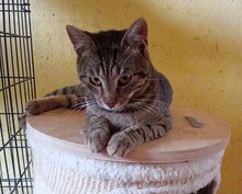 BRUNO, Katze, Europäisch Kurzhaar in Bulgarien - Bild 8