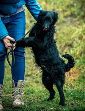 MAHJONG, Hund, Mudi-Mix in Ungarn - Bild 3