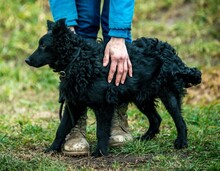 MAHJONG, Hund, Mudi-Mix in Ungarn - Bild 4