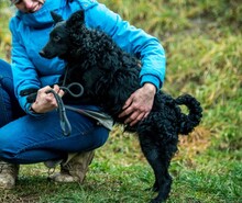 MAHJONG, Hund, Mudi-Mix in Ungarn - Bild 5