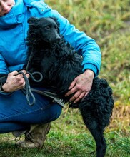 MAHJONG, Hund, Mudi-Mix in Ungarn - Bild 6