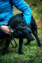 MAHJONG, Hund, Mudi-Mix in Ungarn - Bild 8