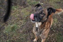 SANTOS, Hund, Malinois-Mix in Kroatien - Bild 1