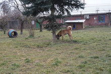 SANTOS, Hund, Malinois-Mix in Kroatien - Bild 3