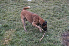 SANTOS, Hund, Malinois-Mix in Kroatien - Bild 4