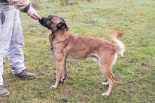 SANTOS, Hund, Malinois-Mix in Kroatien - Bild 5