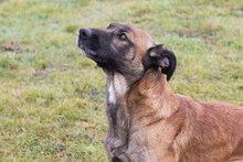 SANTOS, Hund, Malinois-Mix in Kroatien - Bild 6