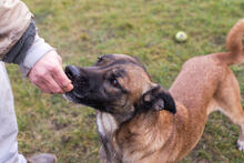 SANTOS, Hund, Malinois-Mix in Kroatien - Bild 7