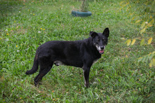 MIKY, Hund, Mischlingshund in Kroatien