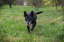 MIKY, Hund, Mischlingshund in Kroatien - Bild 2