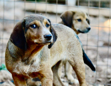 GERRY, Hund, Mischlingshund in Griechenland - Bild 2