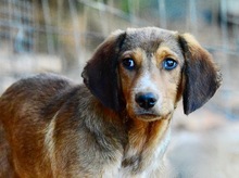 GERRY, Hund, Mischlingshund in Griechenland - Bild 3