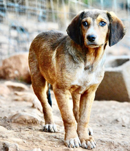 GERRY, Hund, Mischlingshund in Griechenland - Bild 4