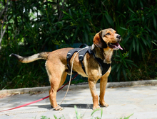 GERRY, Hund, Mischlingshund in Griechenland - Bild 5