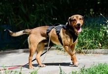 GERRY, Hund, Mischlingshund in Griechenland - Bild 6