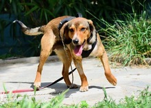 GERRY, Hund, Mischlingshund in Griechenland - Bild 7