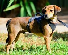 HECTOR, Hund, Mischlingshund in Griechenland