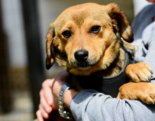 HECTOR, Hund, Mischlingshund in Griechenland - Bild 3