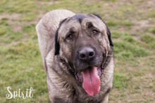 SPIRIT, Hund, Kangal-Mix in Kroatien - Bild 1