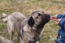 SPIRIT, Hund, Kangal-Mix in Kroatien - Bild 2