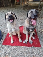 SPIRIT, Hund, Kangal-Mix in Kroatien - Bild 3