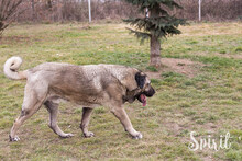 SPIRIT, Hund, Kangal-Mix in Kroatien - Bild 4