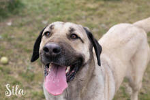 SILA, Hund, Kangal-Mix in Kroatien - Bild 1