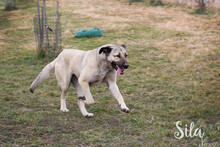 SILA, Hund, Kangal-Mix in Kroatien - Bild 2