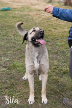 SILA, Hund, Kangal-Mix in Kroatien - Bild 3