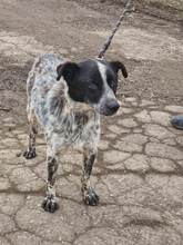 GRUM, Hund, Mischlingshund in Mönchengladbach