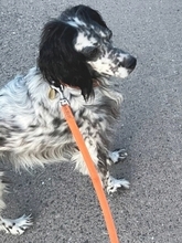 KAYLA, Hund, English Setter in Filderstadt - Bild 5