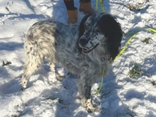 KAYLA, Hund, English Setter in Filderstadt - Bild 6