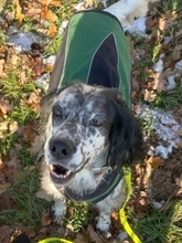 KAYLA, Hund, English Setter in Filderstadt - Bild 7