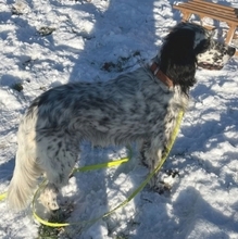 KAYLA, Hund, English Setter in Filderstadt - Bild 8