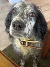 KAYLA, Hund, English Setter in Filderstadt - Bild 9