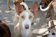 ARIA, Hund, Podenco in Spanien - Bild 1