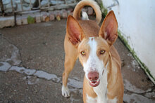 ARIA, Hund, Podenco in Spanien - Bild 2