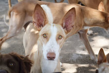 ARIA, Hund, Podenco in Spanien - Bild 3