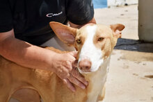 ARIA, Hund, Podenco in Spanien - Bild 4