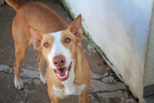 ARIA, Hund, Podenco in Spanien - Bild 5