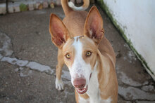 ARIA, Hund, Podenco in Spanien - Bild 6